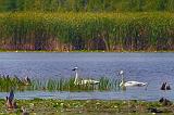 Swans In McLaren Marsh_50804